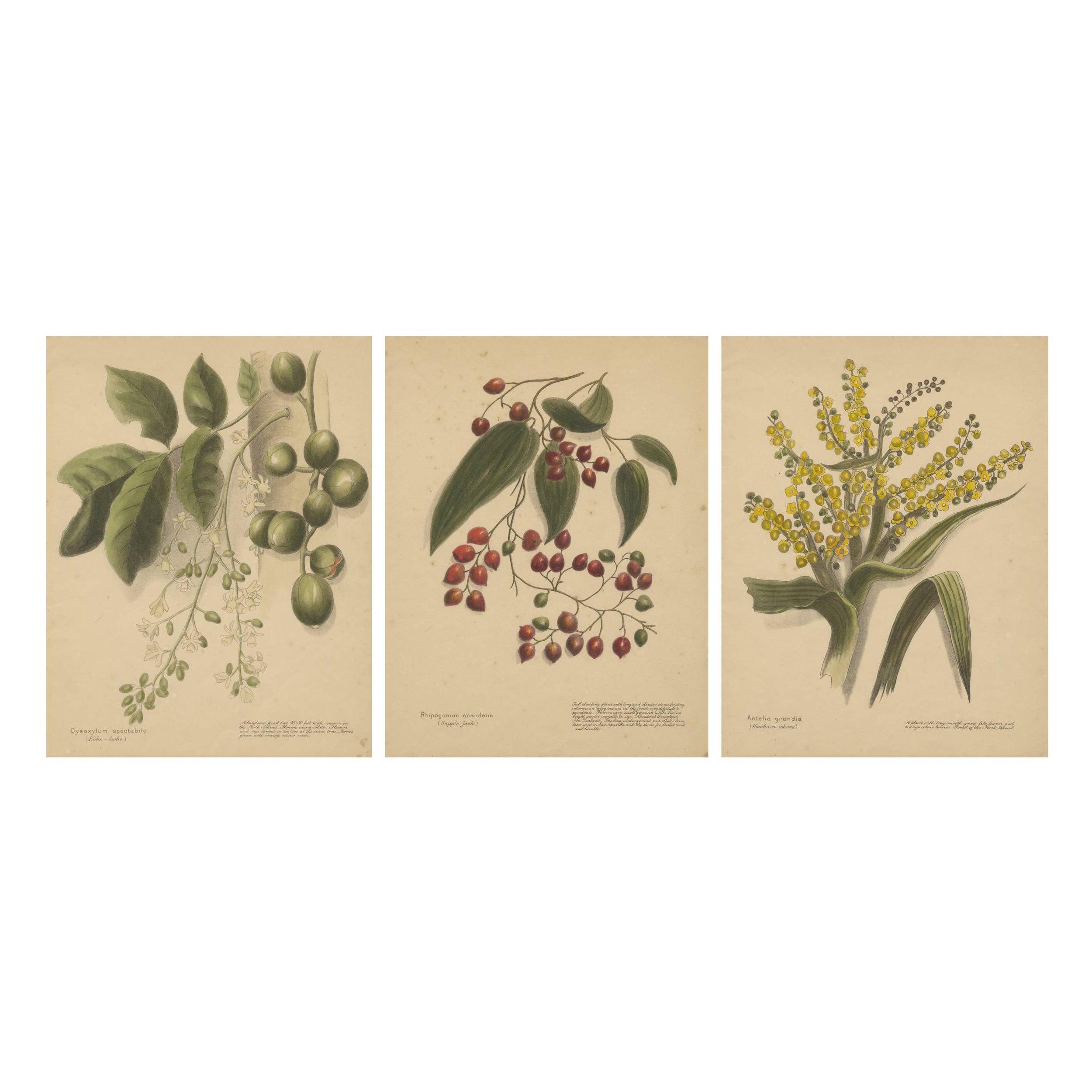 Einheimische Pflanzen & Früchte Neuseelands - Satz von drei botanischen Lithographien, 1890