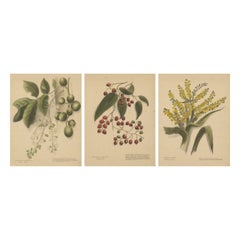 New Zealand Native Plants & Fruits – Set of Three Botanical Lithographs, 1890