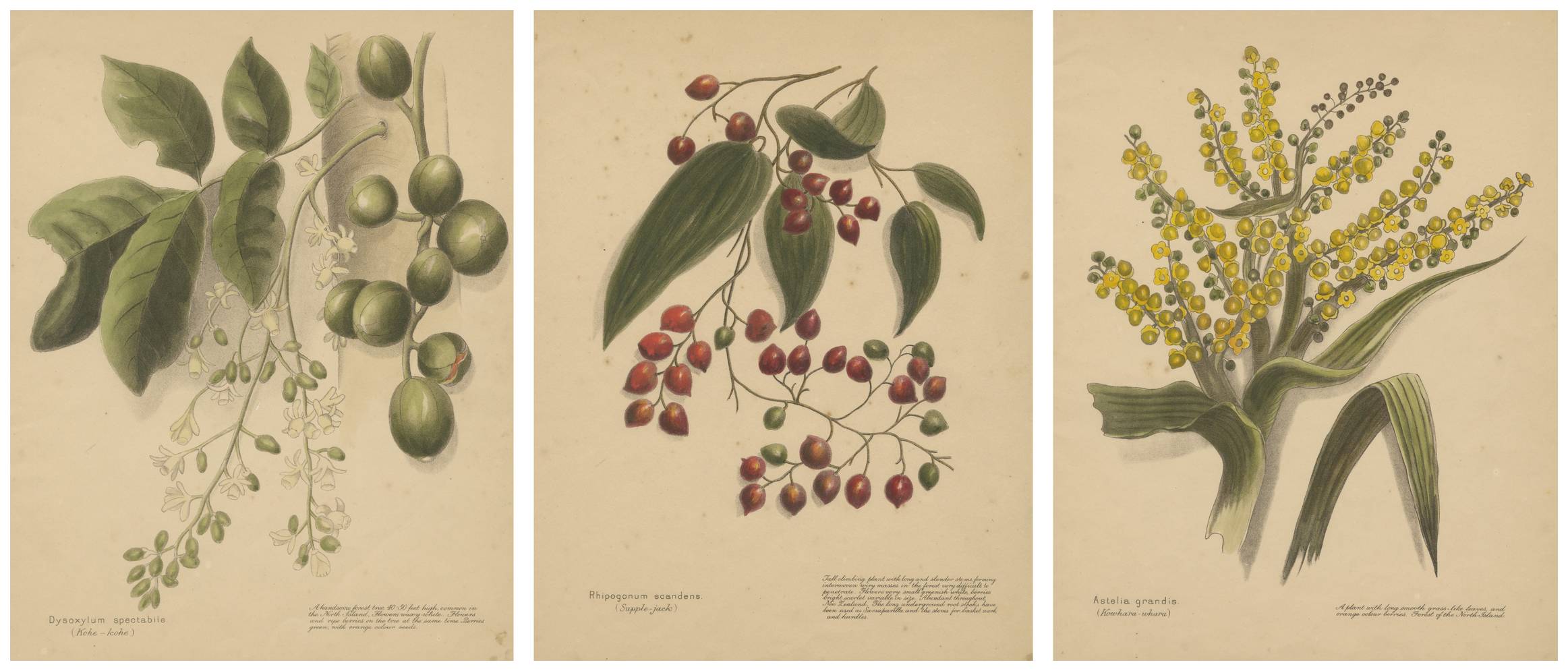 New Zealand Native Plants & Fruits – Set of Three Botanical Lithographs, 1890 For Sale