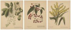 New Zealand Native Plants & Fruits – Set of Three Botanical Lithographs, 1890