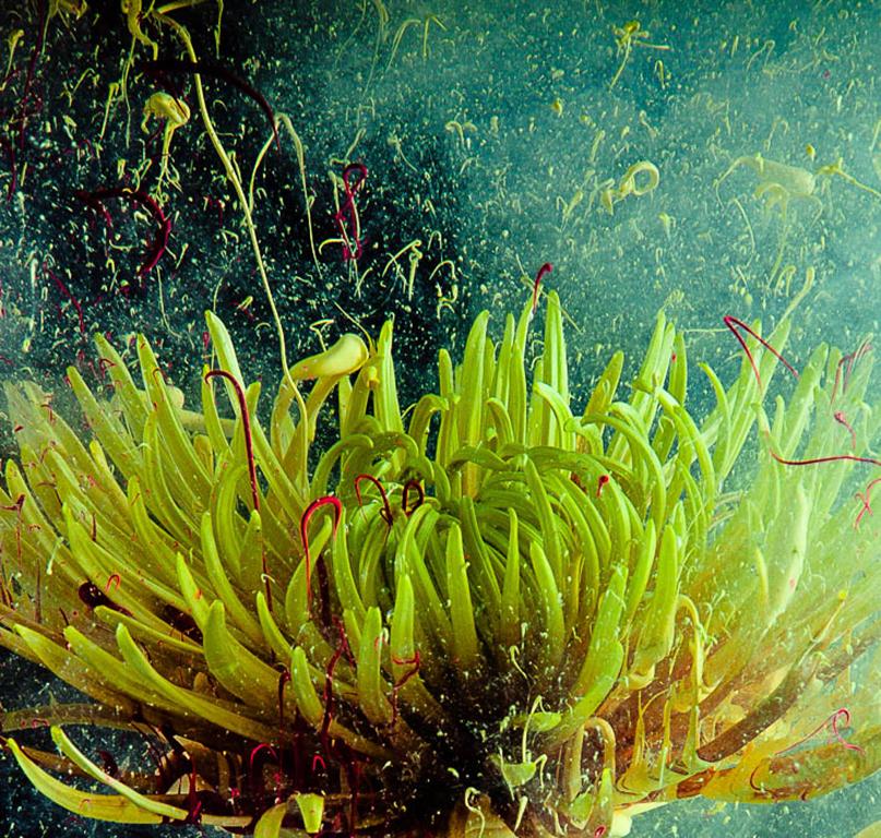 Chrysantheme: Stillleben-Fotografie gelber Blumen im zeitgenössischen Pop-Stil – Photograph von Newbold Bohemia