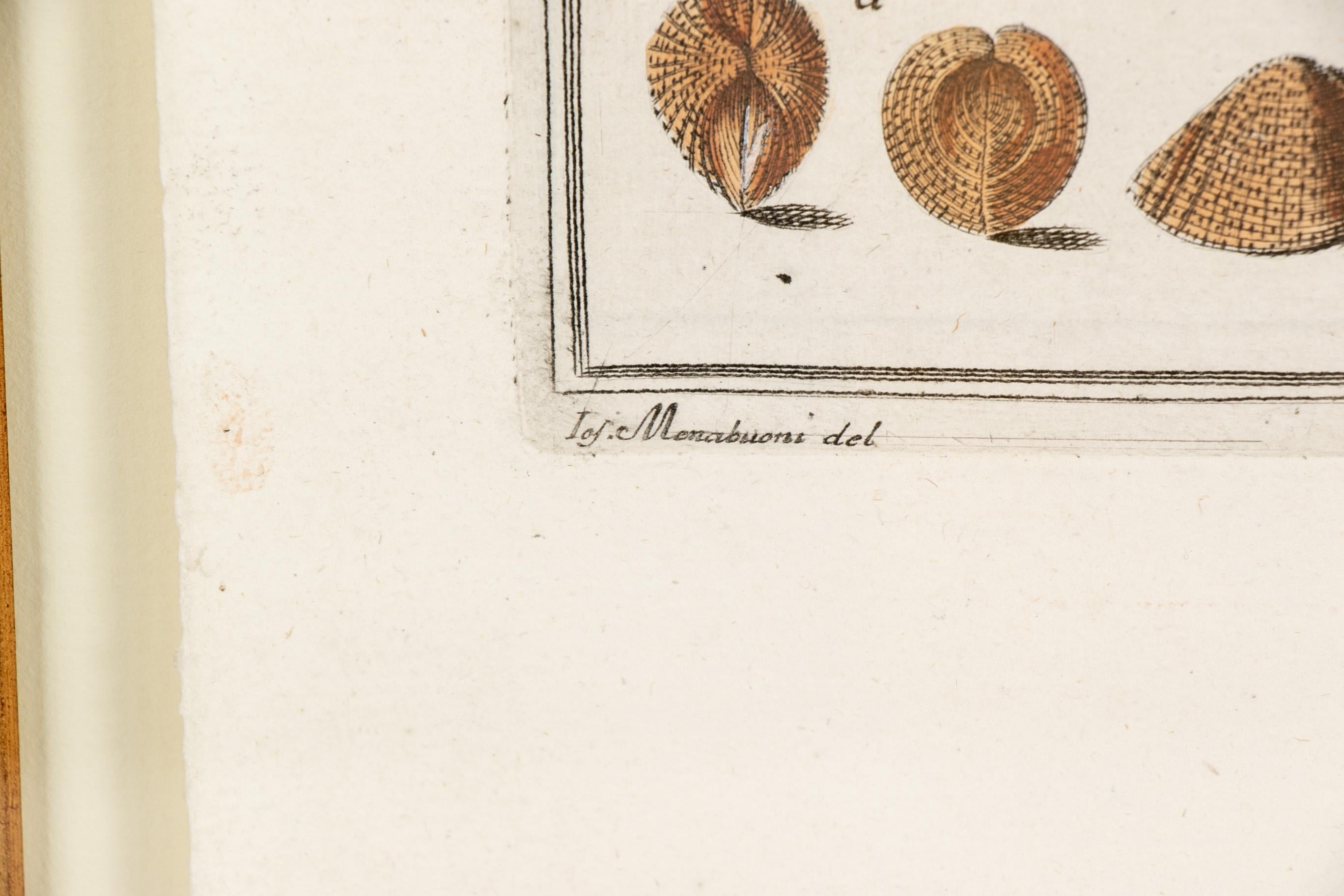 Niccolo Gualtieri, Florentiner Konchologe/Künstler, zwei gerahmte Stiche von 1742 5