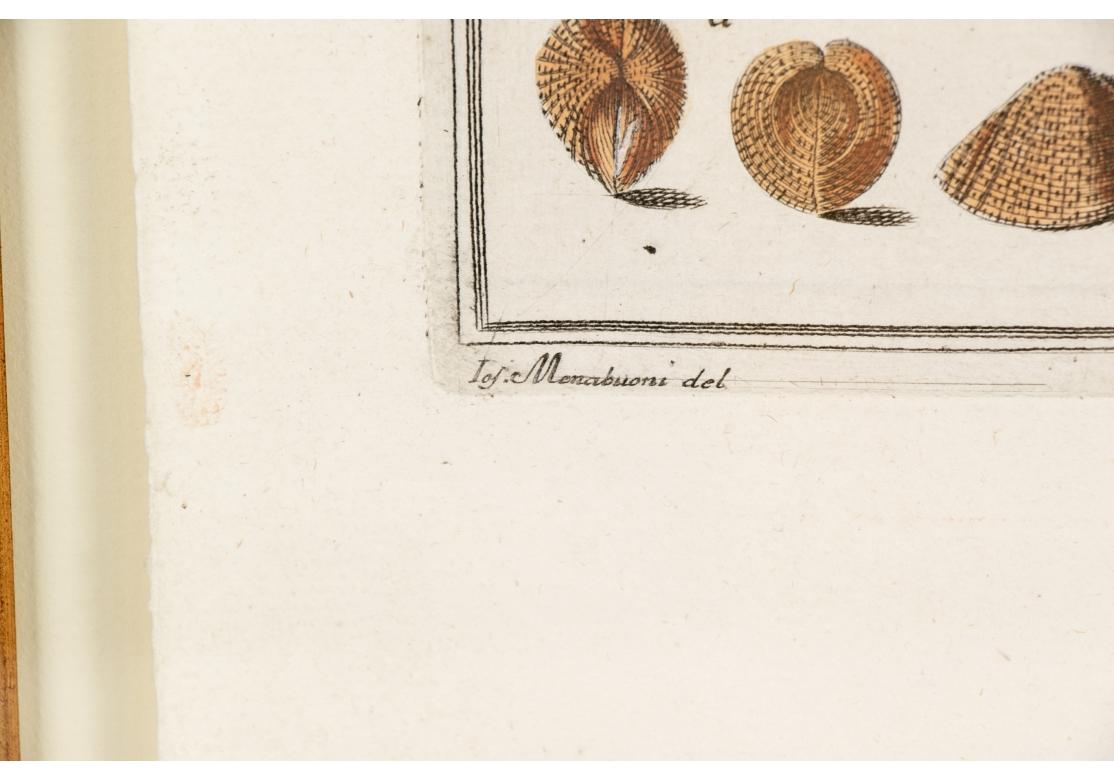 Niccolo Gualtieri, Florentiner Konchologe/Künstler, zwei gerahmte Stiche von 1742 im Angebot 4