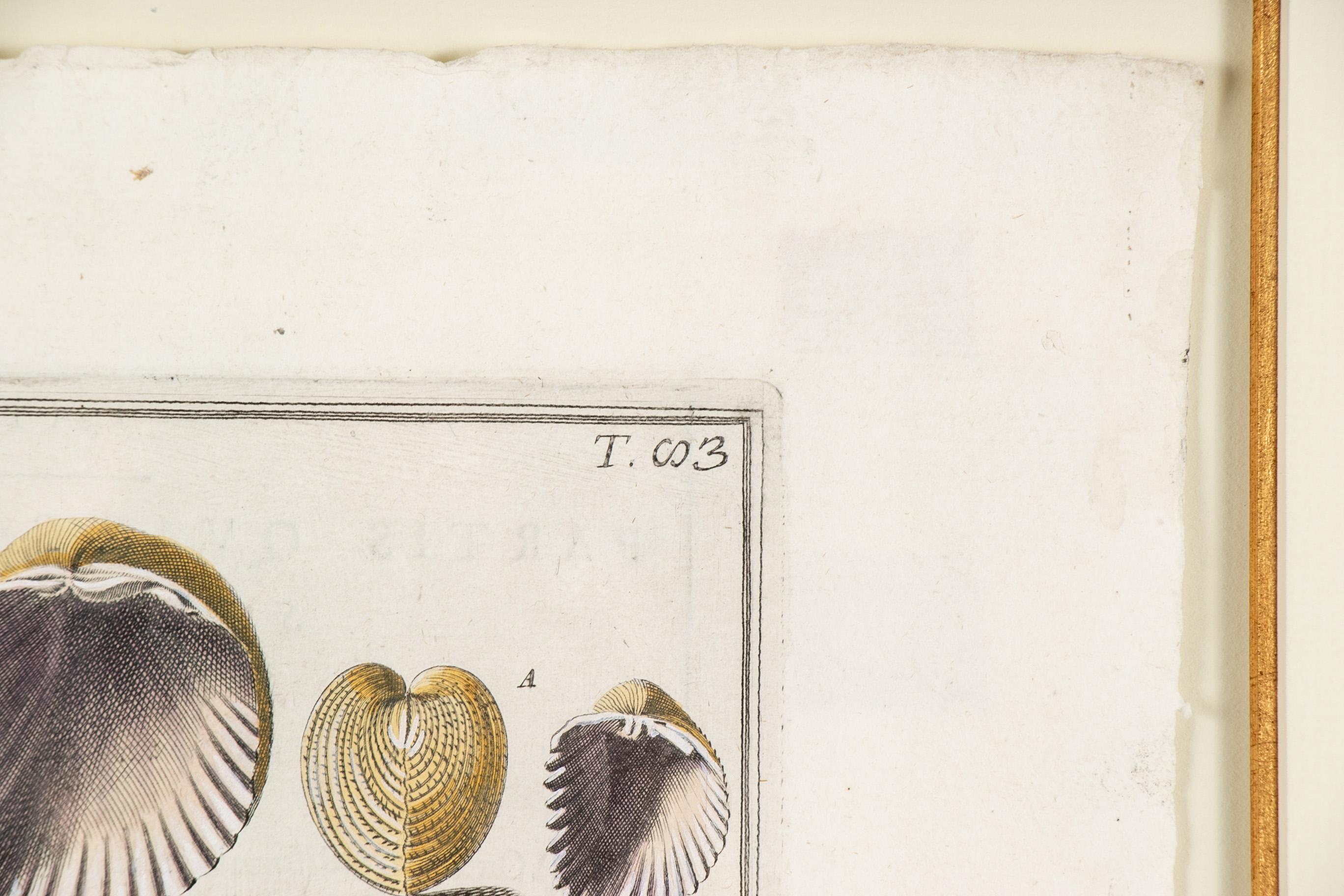Niccolo Gualtieri, Florentiner Konchologe/Künstler, zwei gerahmte Stiche von 1742 8