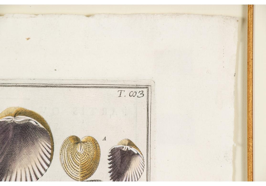 Niccolo Gualtieri, Florentiner Konchologe/Künstler, zwei gerahmte Stiche von 1742 im Angebot 7