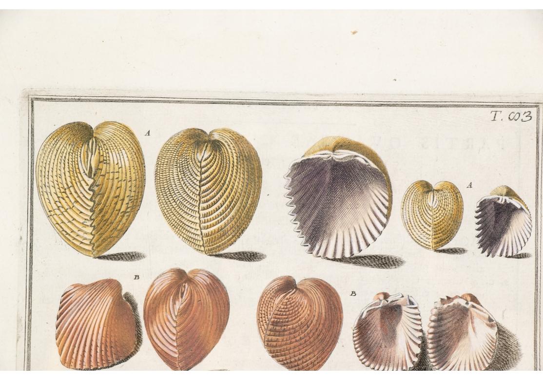 Niccolo Gualtieri, Florentiner Konchologe/Künstler, zwei gerahmte Stiche von 1742 im Angebot 8