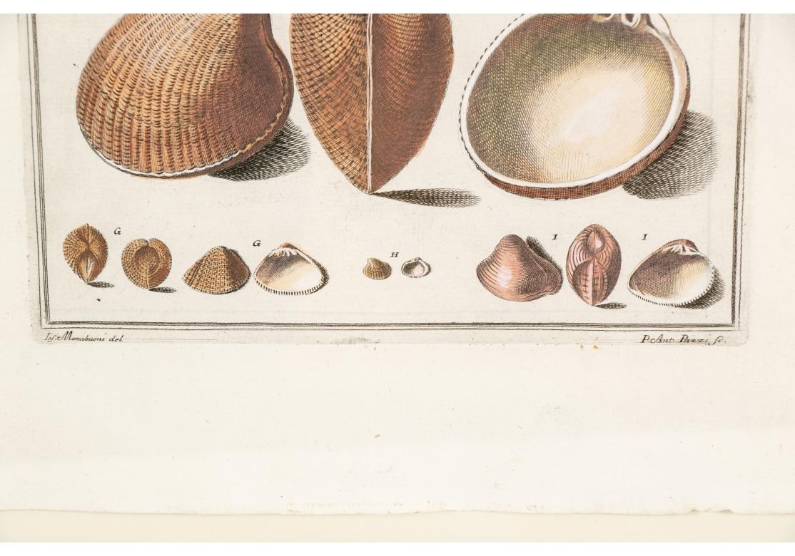 Niccolo Gualtieri, Florentiner Konchologe/Künstler, zwei gerahmte Stiche von 1742 im Angebot 9