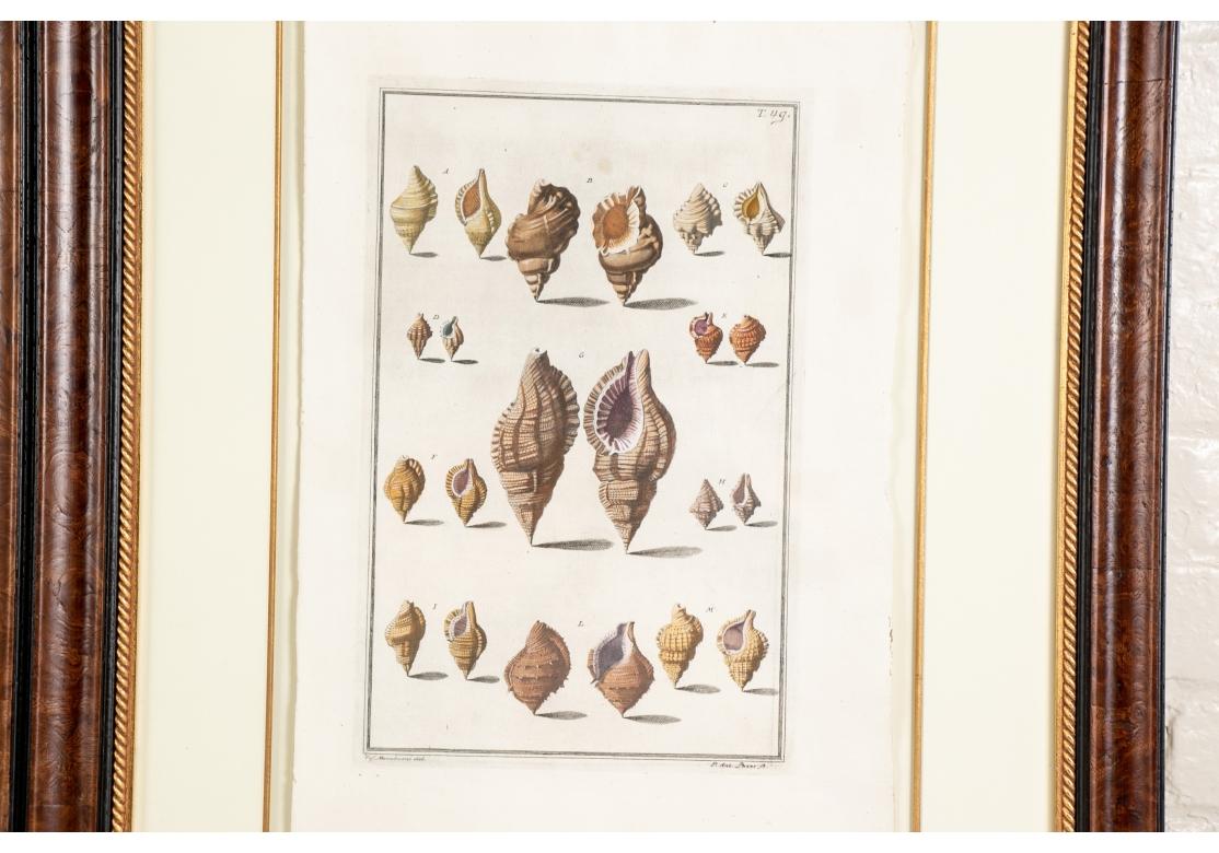 Niccolo Gualtieri, Florentine Conchologist/ Artist- Two Framed 1742 Italian Hand Colored Copper Bookplate Engravings- Seashells, From Gualtieri's book 