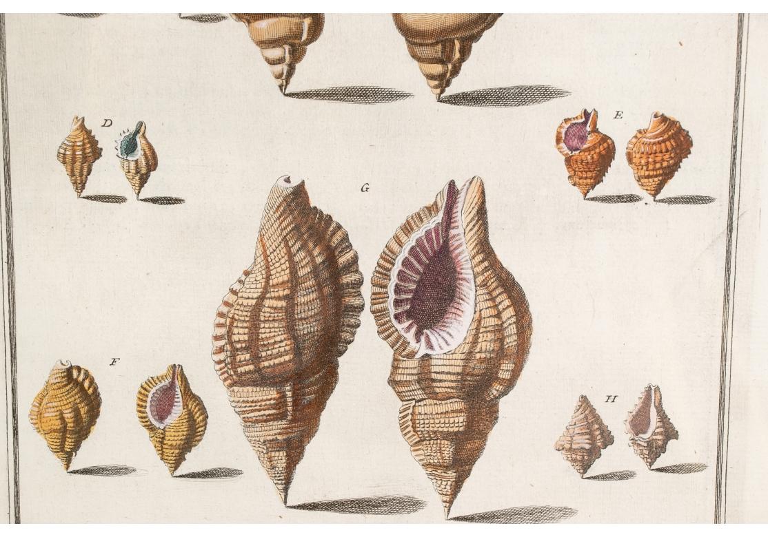 Niccolo Gualtieri, Florentiner Konchologe/Künstler, zwei gerahmte Stiche von 1742 (Glas) im Angebot