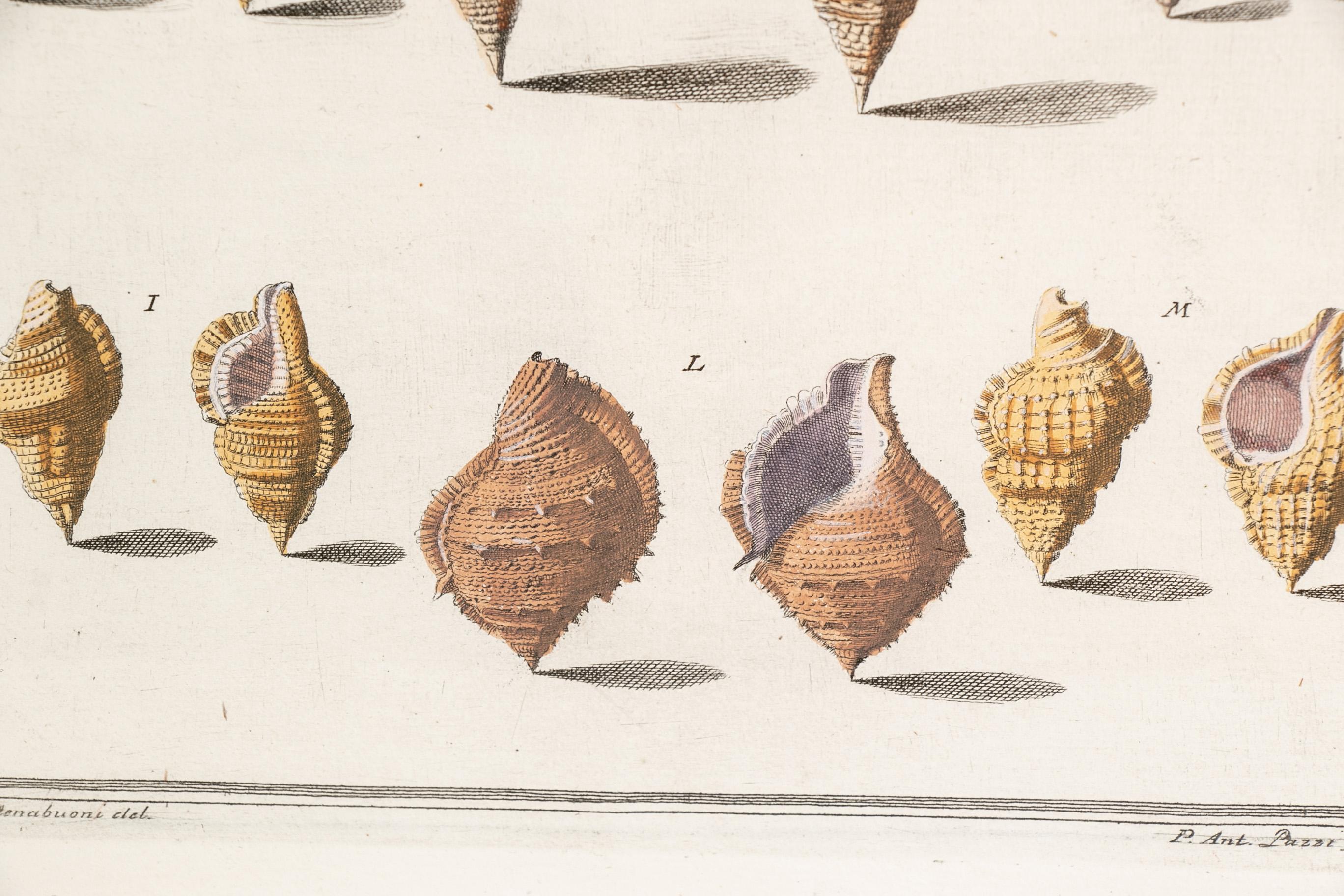 Niccolo Gualtieri, Florentiner Konchologe/Künstler, zwei gerahmte Stiche von 1742 2