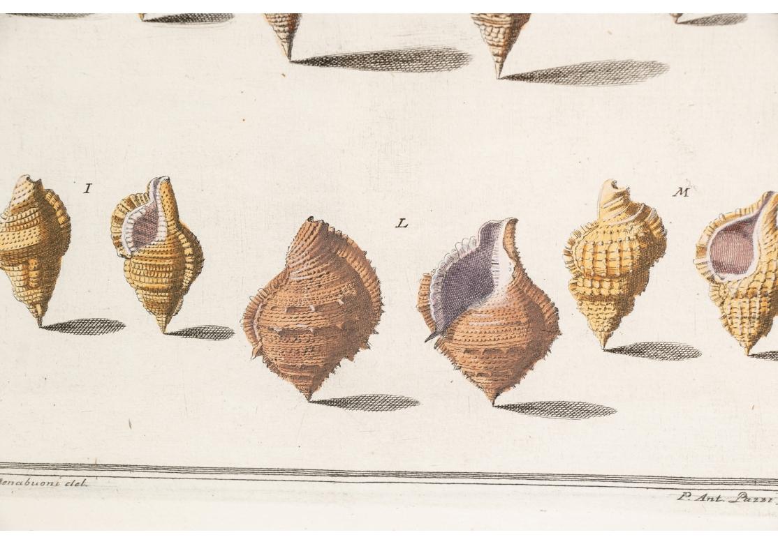 Niccolo Gualtieri, Florentiner Konchologe/Künstler, zwei gerahmte Stiche von 1742 im Angebot 1