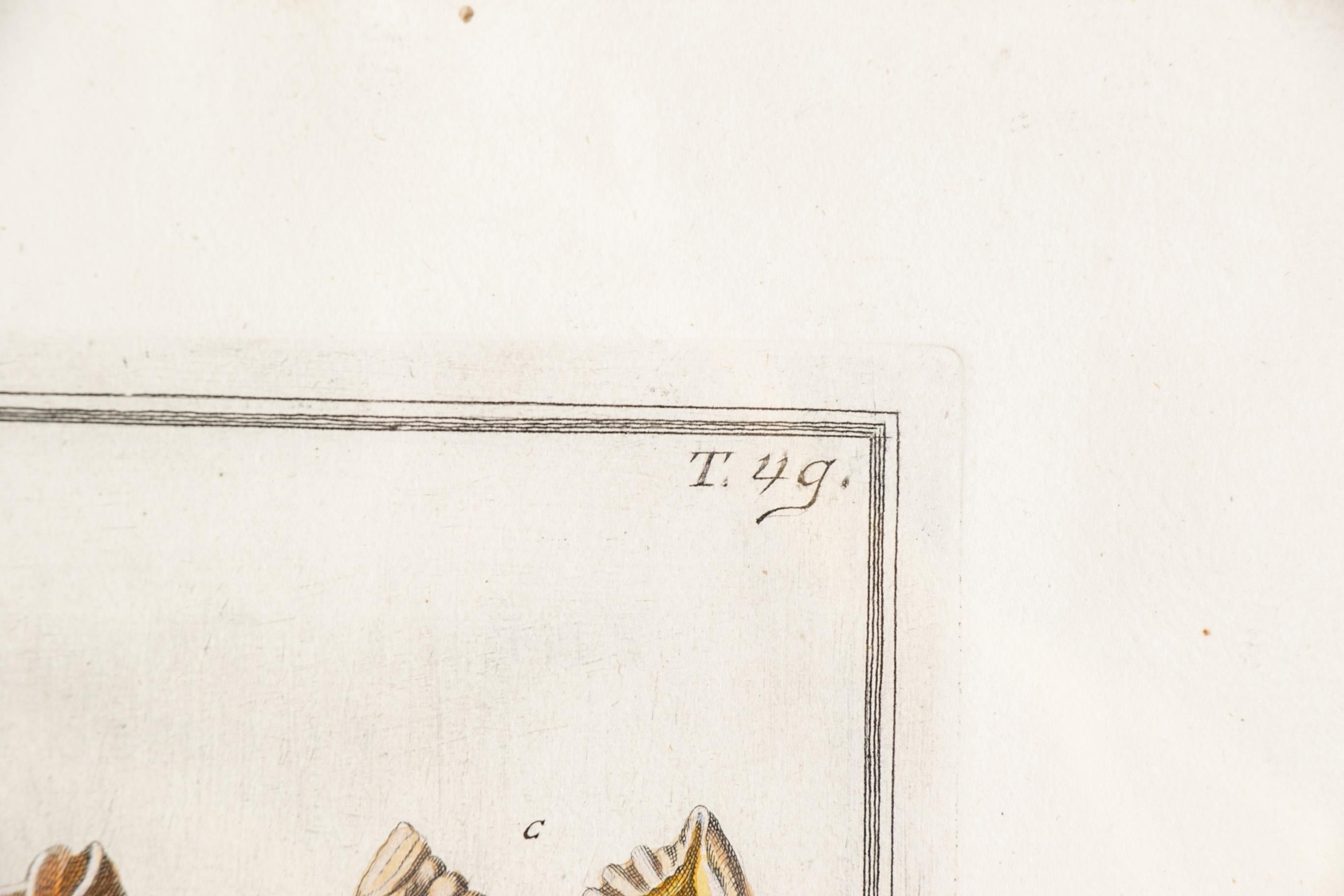 Niccolò Gualtieri, conchologo/artista fiorentino, due incisioni incorniciate del 1742 in vendita 2