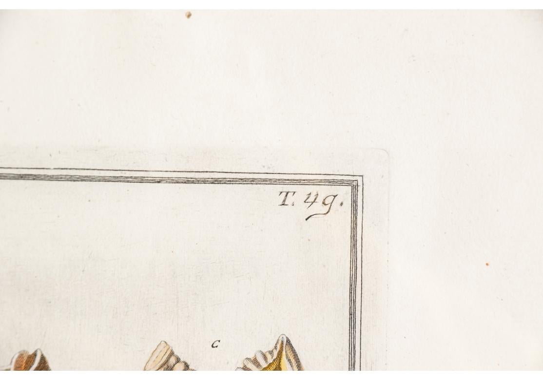 Niccolo Gualtieri, Florentiner Konchologe/Künstler, zwei gerahmte Stiche von 1742 im Angebot 2
