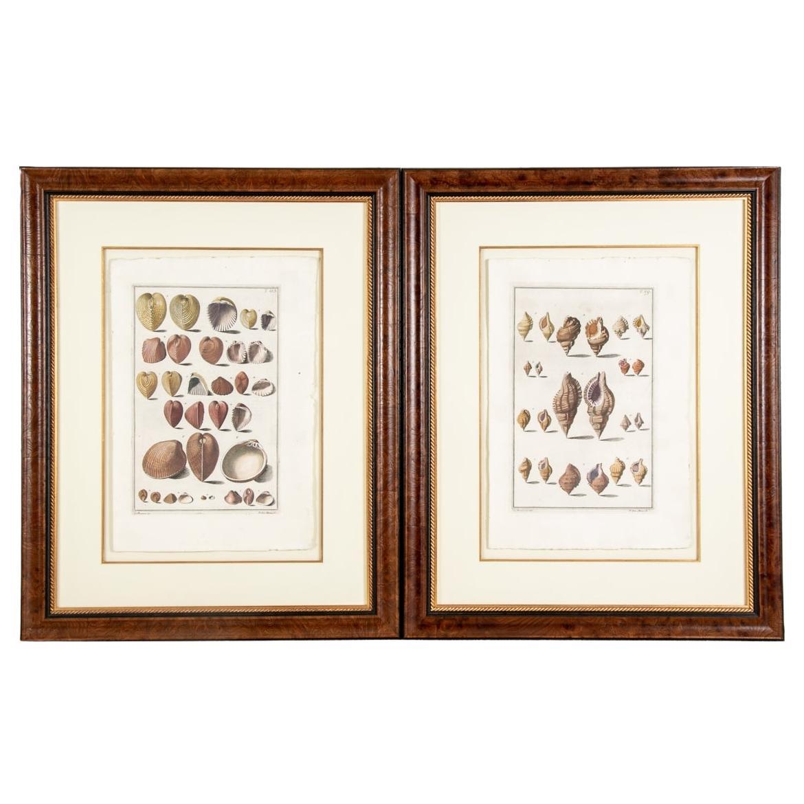 Niccolo Gualtieri, Florentiner Konchologe/Künstler, zwei gerahmte Stiche von 1742 im Angebot