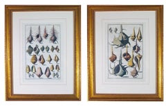 Coppia di grandi incisioni di conchiglie di mare del XVIII secolo di Niccolò Gualtieri