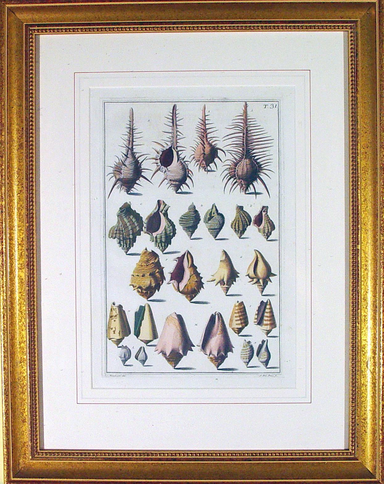 framed sea shells