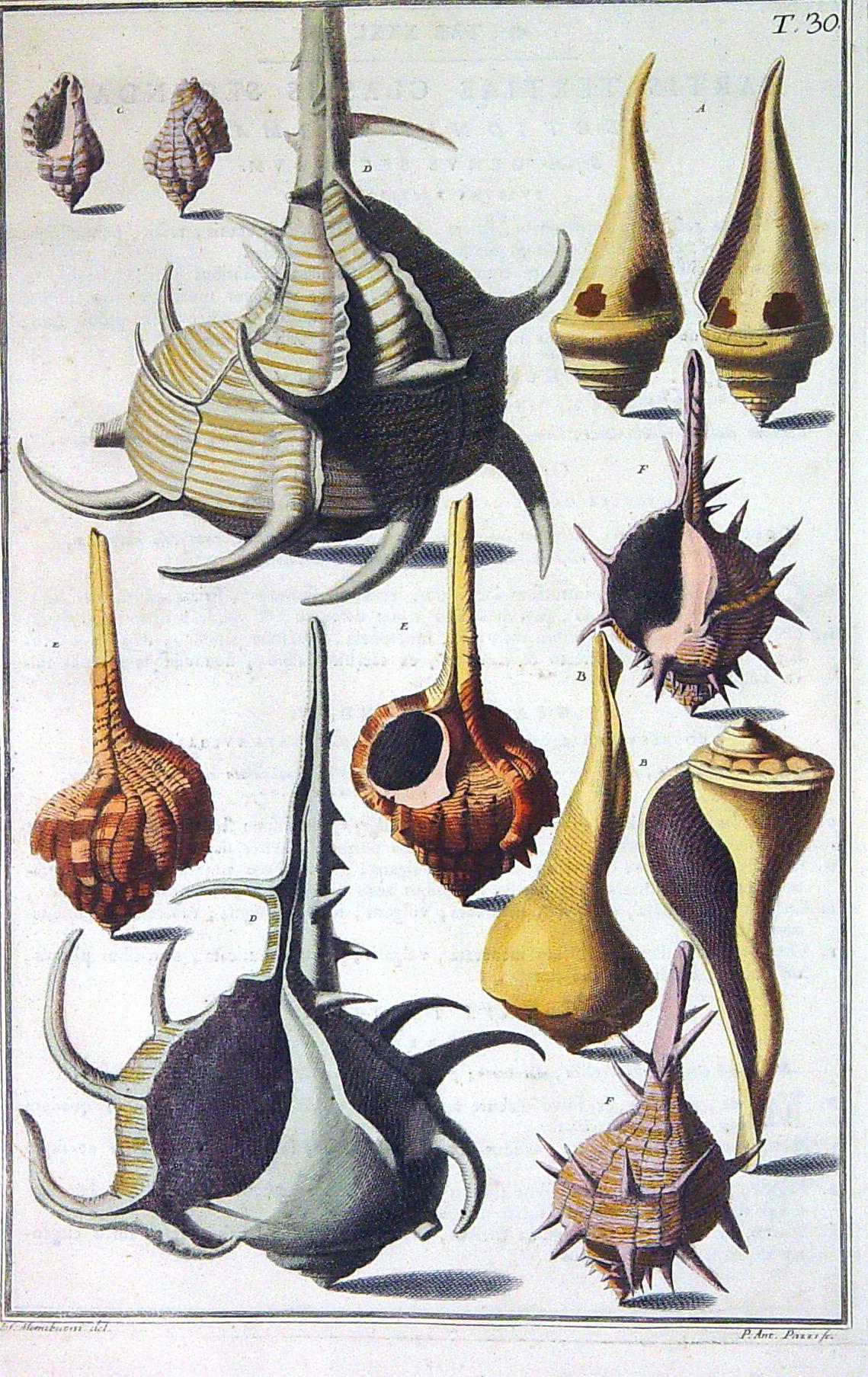 Papier Paire de gravures de coquillages de Niccolò Gualtieri du XVIIIe siècle en vente