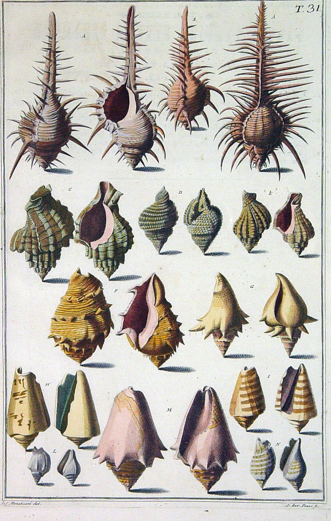Italian 18th-Century Niccolò Gualtieri Pair of Engravings of Sea Shells For Sale
