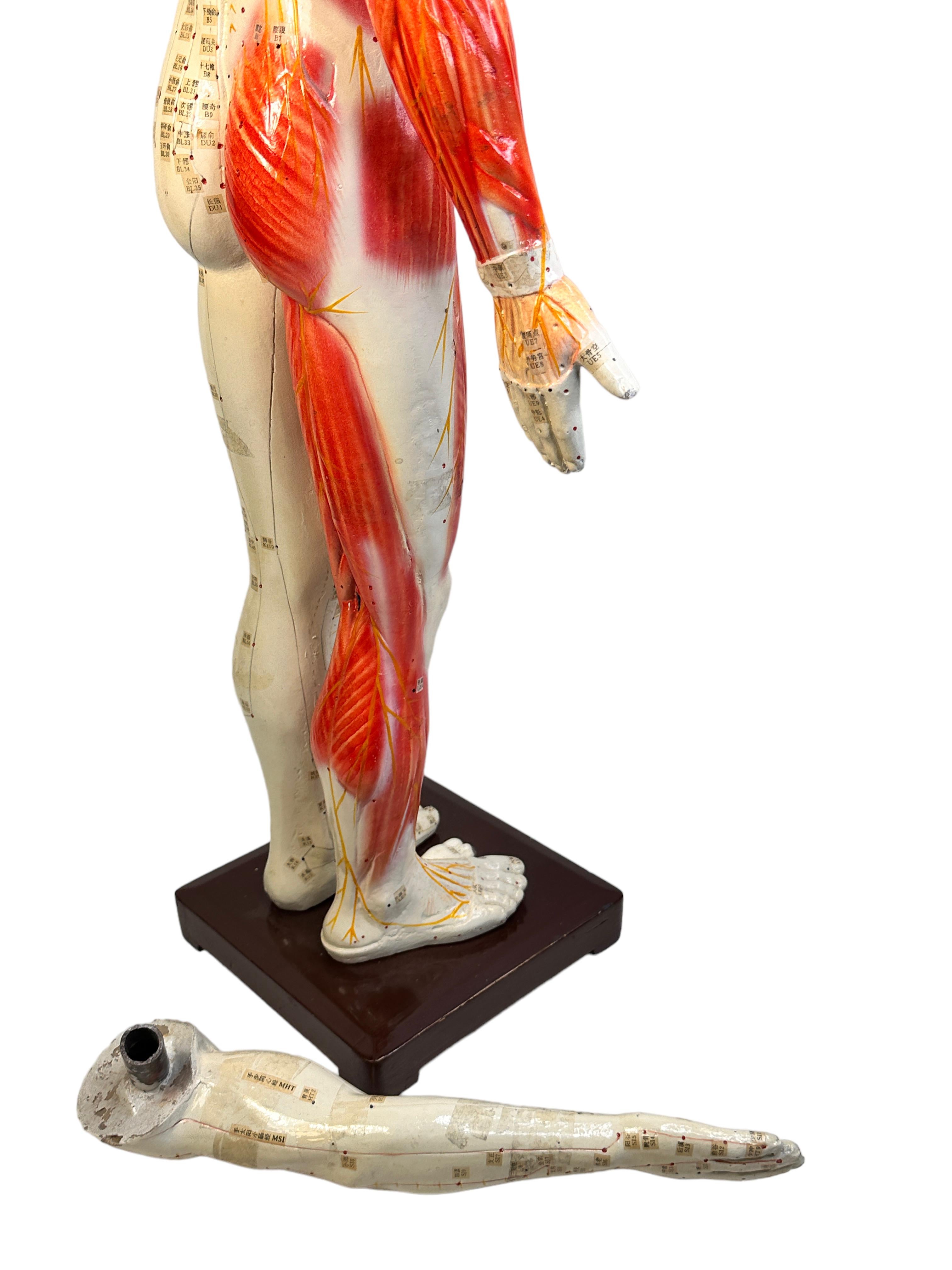 Nice Acupuncture Model Statue Sculpture, Composition on Wood Stand Vintage 1960s For Sale 3