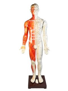 Nice Acupuncture Model Statue Sculpture, Composition on Wood Stand Vintage 1960s