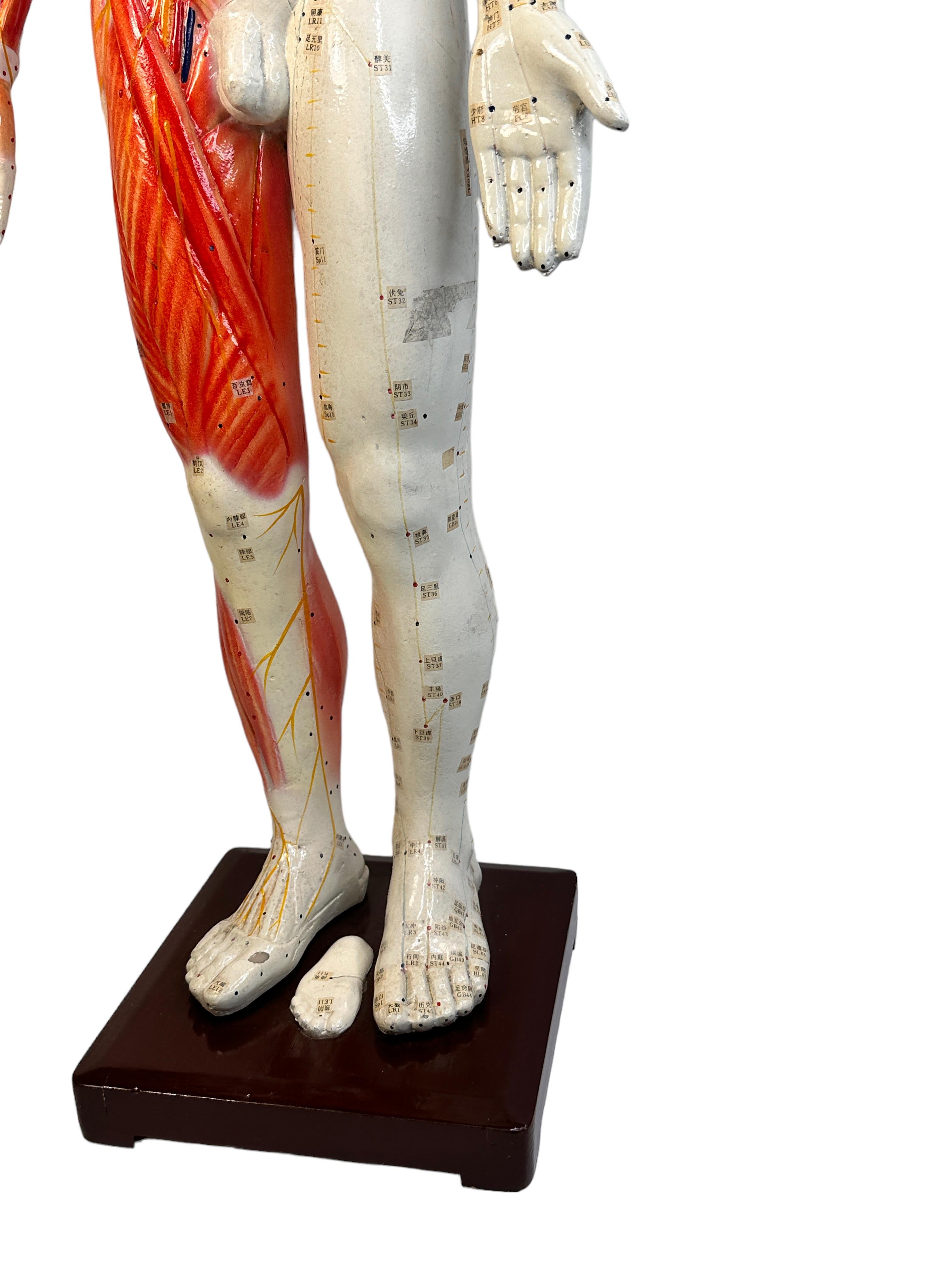Modern Nice Acupuncture Model Statue Sculpture, Composition on Wood Stand Vintage 1960s For Sale