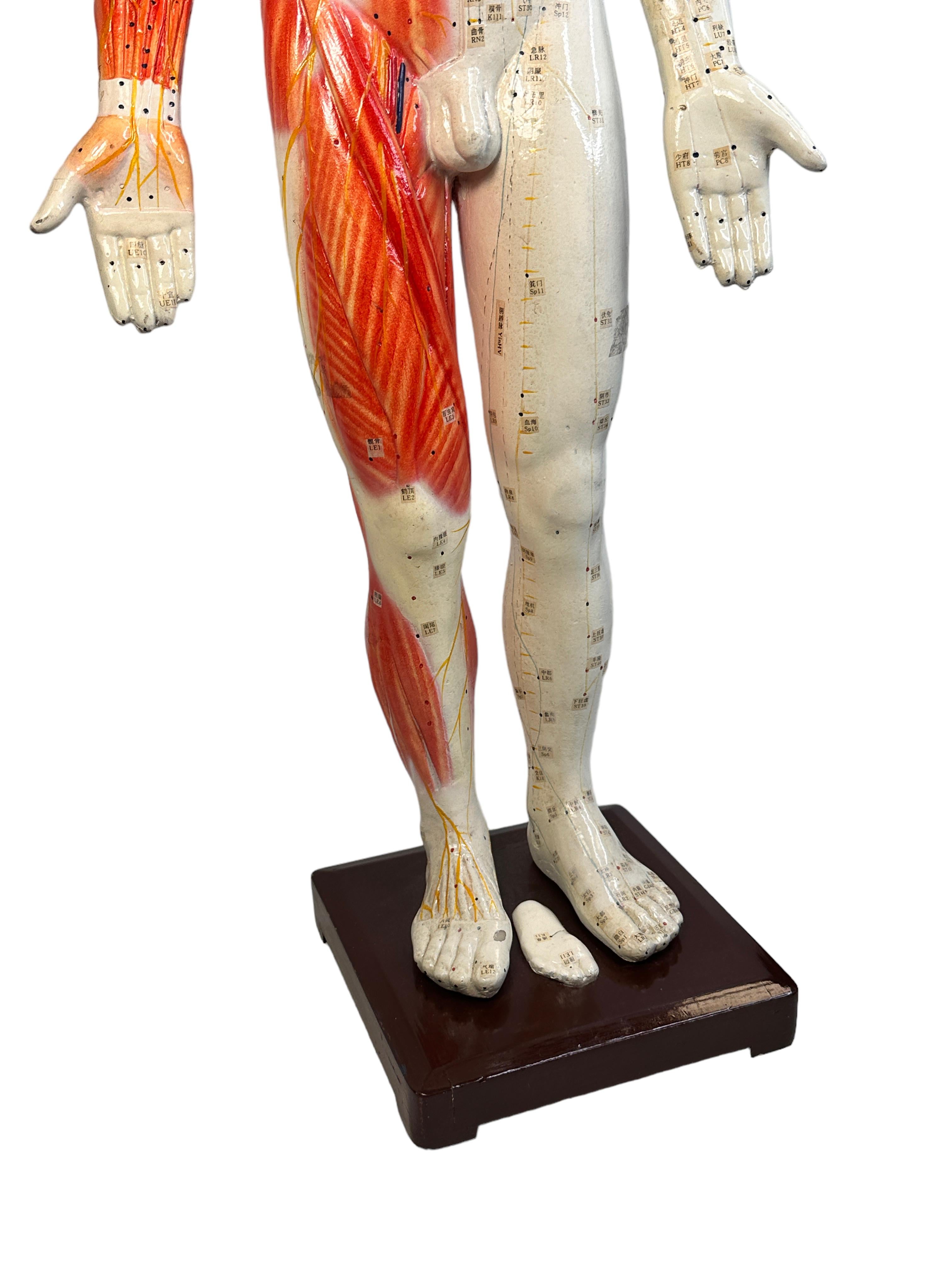 German Nice Acupuncture Model Statue Sculpture, Composition on Wood Stand Vintage 1960s For Sale