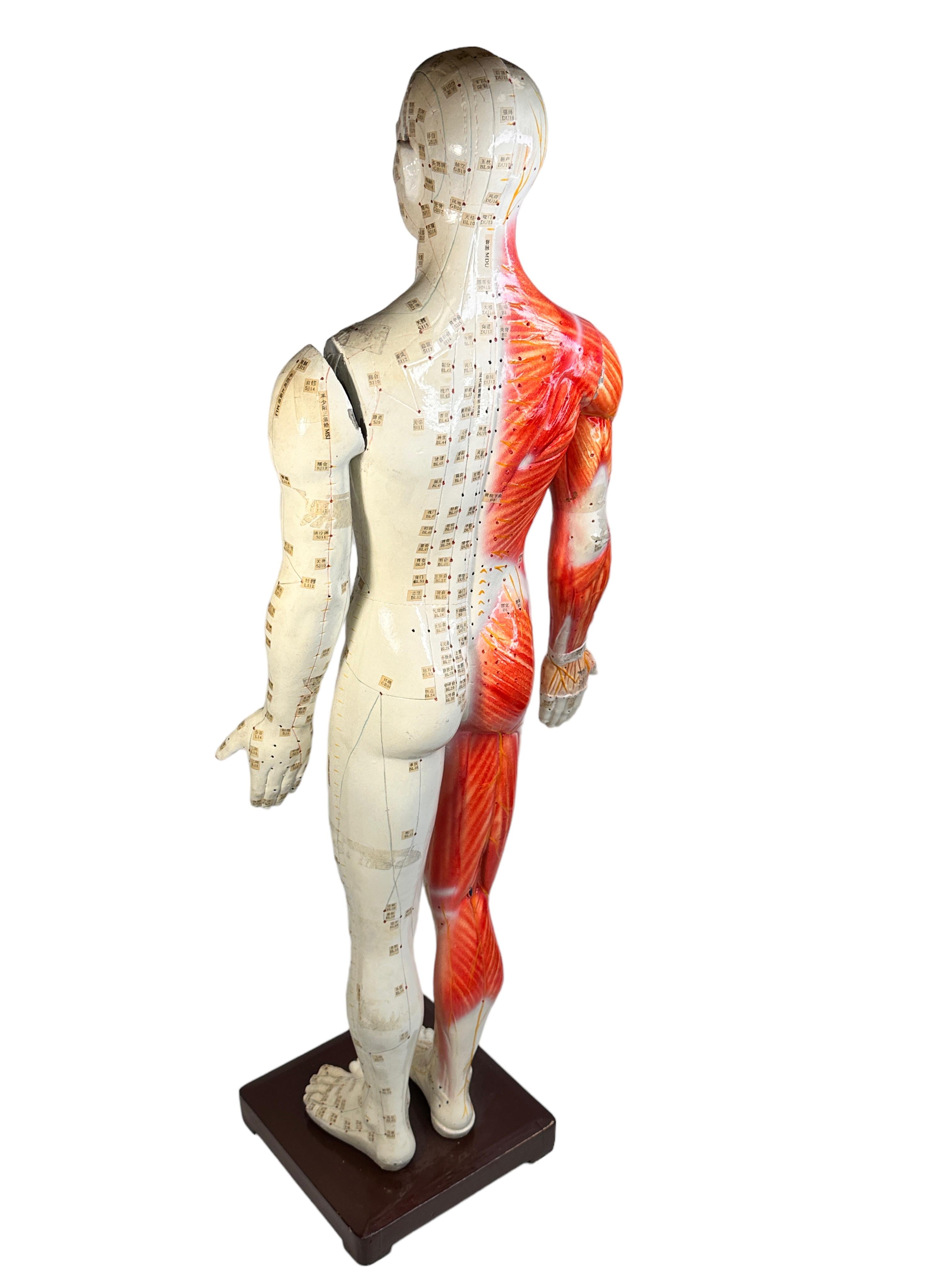 Nice Acupuncture Model Statue Sculpture, Composition on Wood Stand Vintage 1960s For Sale 1