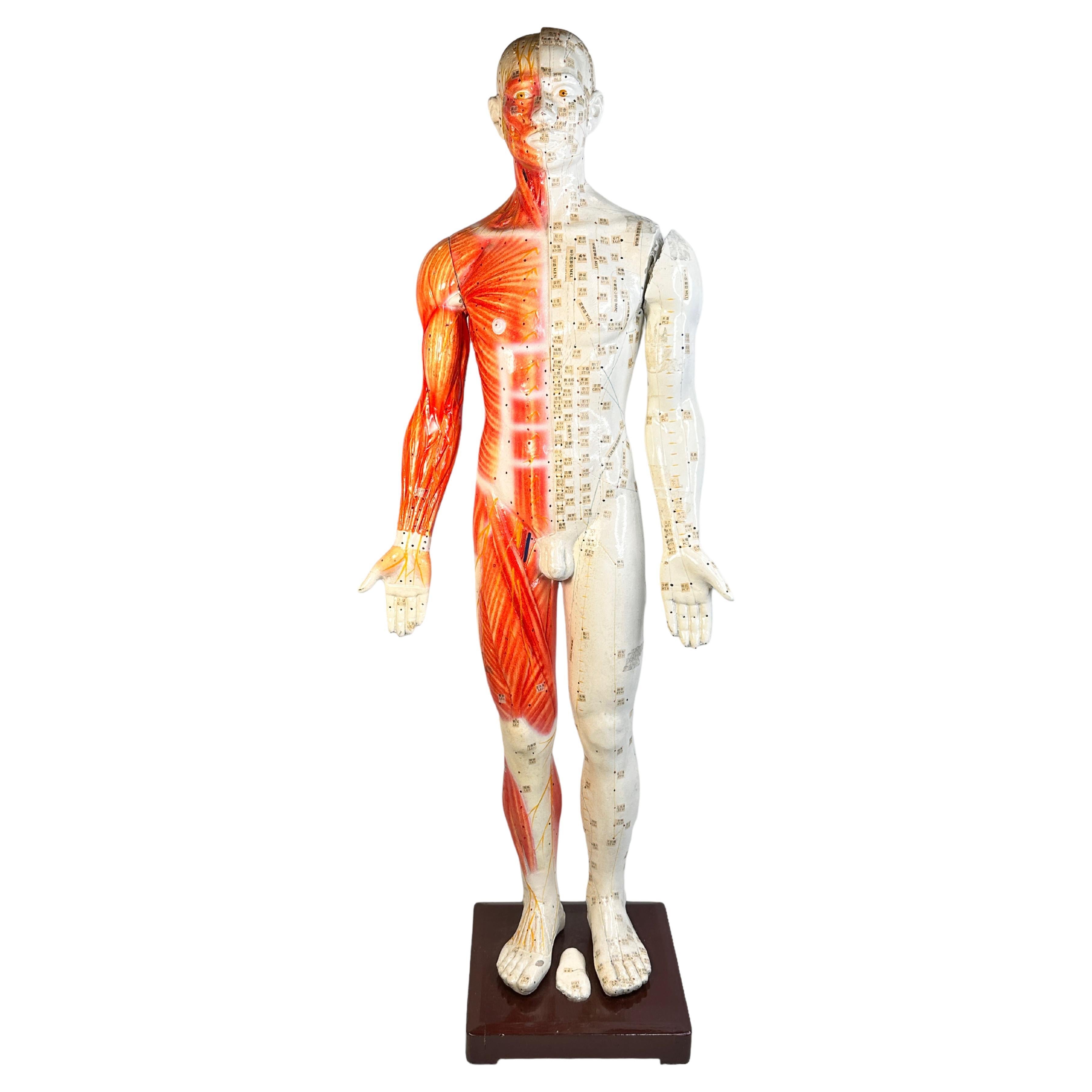 Nice Acupuncture Model Statue Sculpture, Composition on Wood Stand Vintage 1960s For Sale