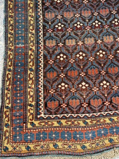 Nice antique Caucasian shirwan rug