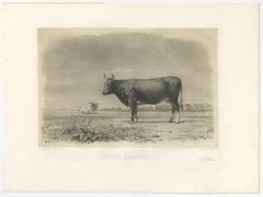 Antique Print of a Breton Cow, a French Cattle Breed from Brittany, 1862