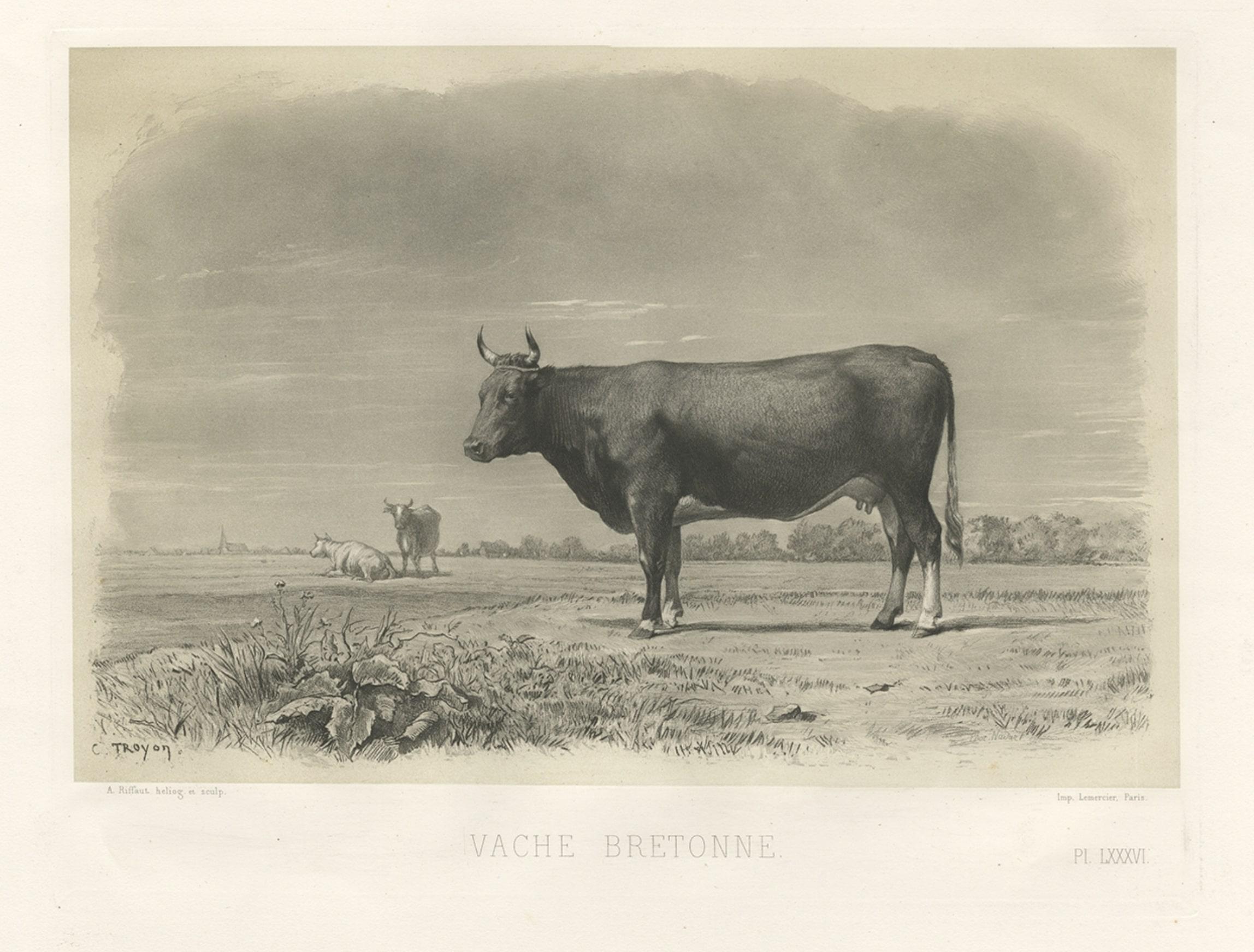 vaca cu breton