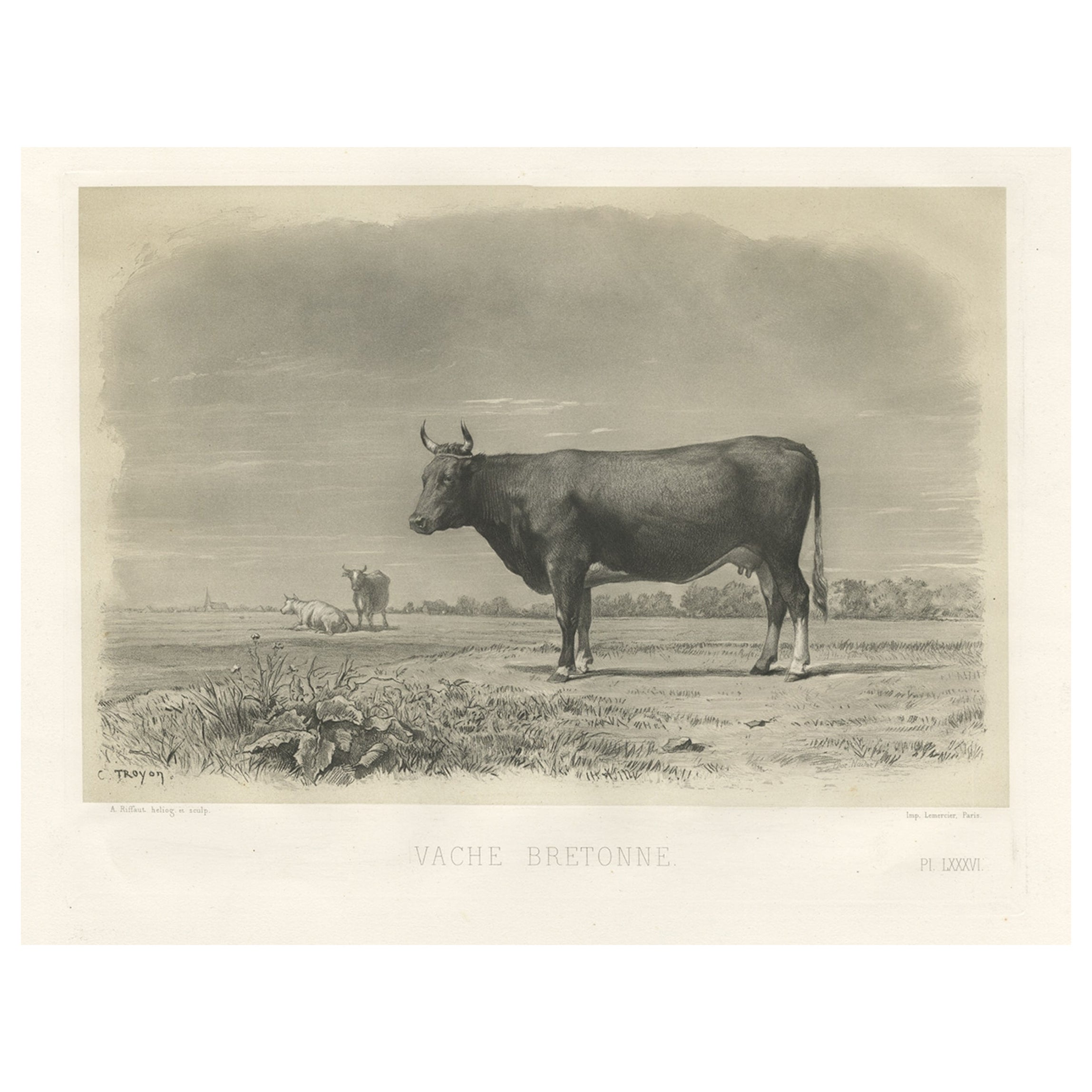 Schöner antiker Druck einer Breton-Kuh, eine französische Rindsbretter aus der Bretagne, 1862 im Angebot