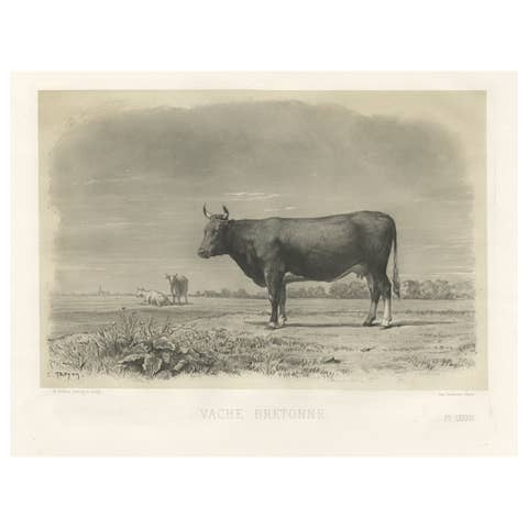 Antique Print of a Breton Cow, a French Cattle Breed from Brittany, 1862