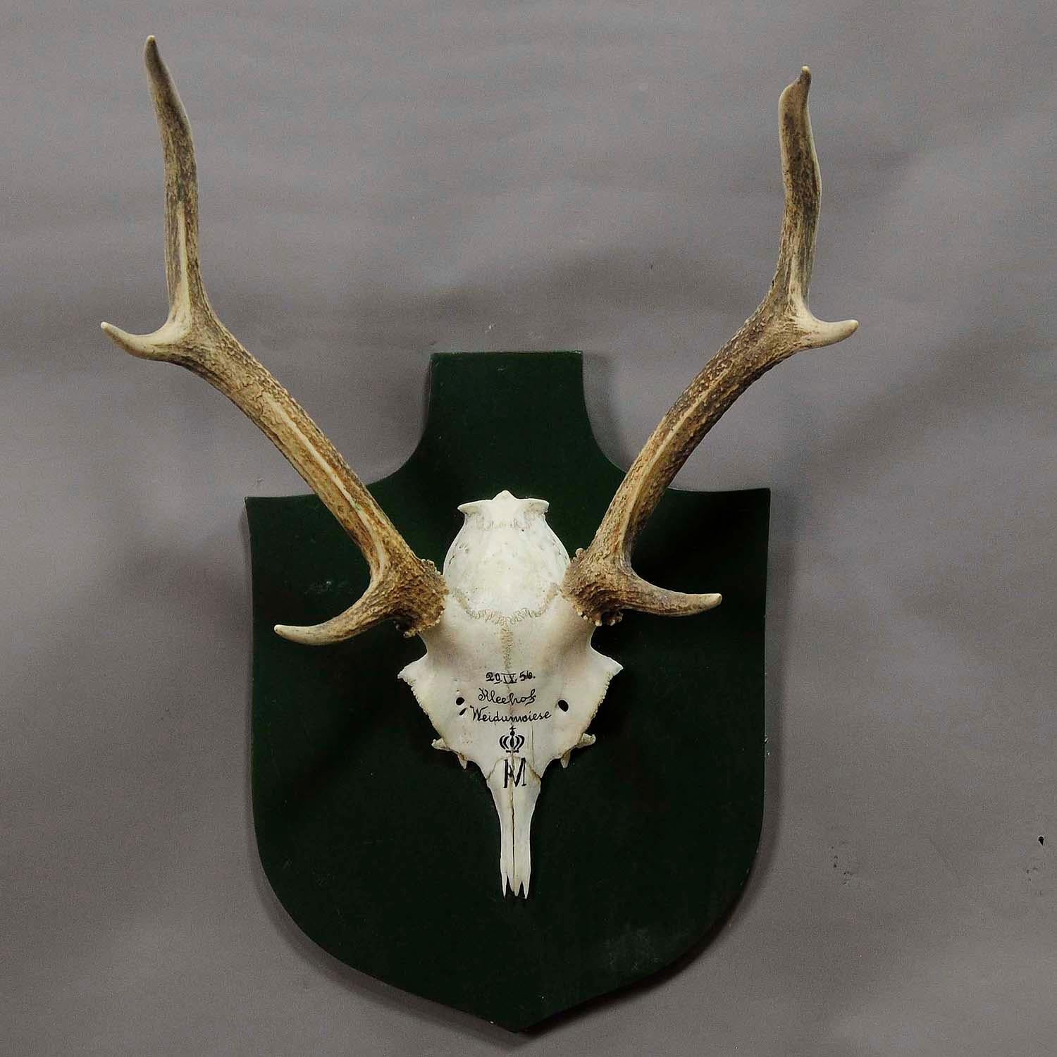 A vintage Black Forest deer trophy from the palace of Salem in south Germany. Shoot by a member of the lordly family of Badenin 1956. Handwritten inscriptions on the skull with, place of the hunt and date 1956. Mounted on a wooden plaque, good