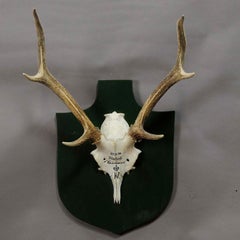 Nice Black Forest Deer Trophy from Salem, Germany, Kleeholz 1956