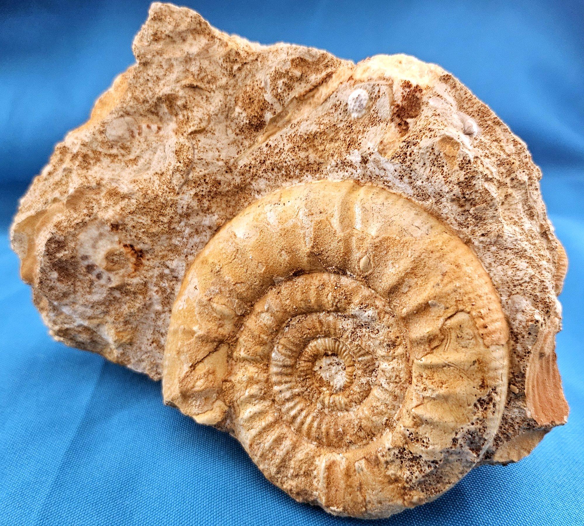 Schönes selbststehendes Ammonitenfossil und andere Fossilien, die aus der Matrix auftauchen im Angebot 2