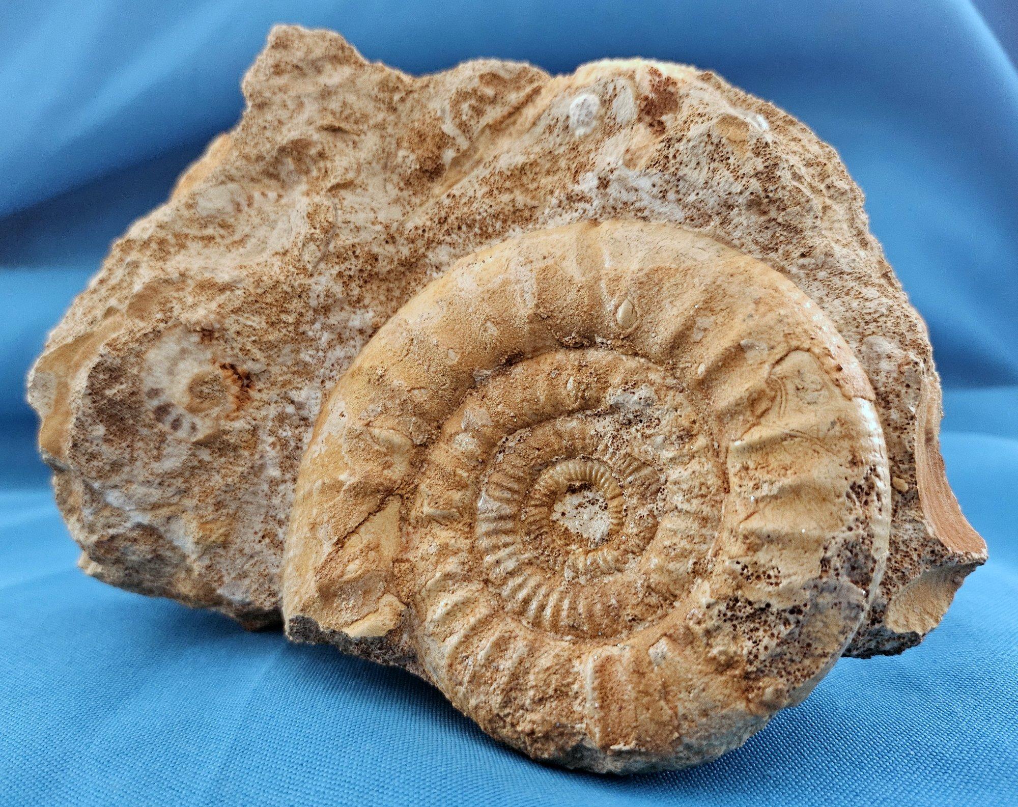 Schönes selbststehendes Ammonitenfossil und andere Fossilien, die aus der Matrix auftauchen im Angebot 3