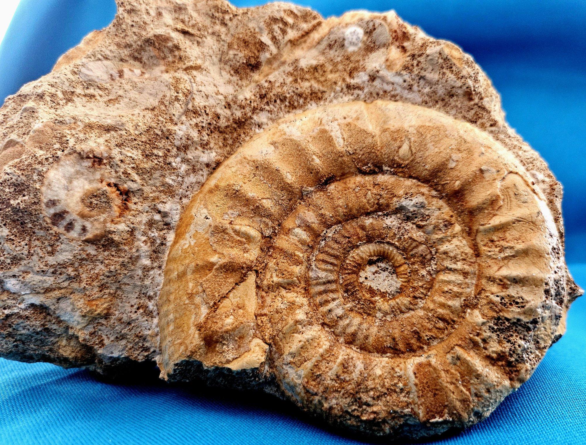 Schönes selbststehendes Ammonitenfossil und andere Fossilien, die aus der Matrix auftauchen im Angebot 4
