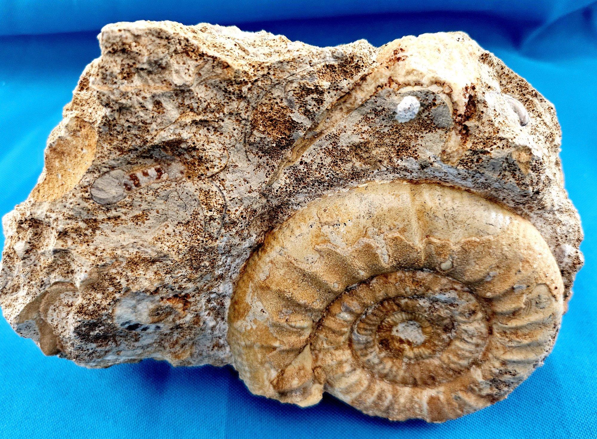 Schönes selbststehendes Ammonitenfossil und andere Fossilien, die aus der Matrix auftauchen im Angebot 5