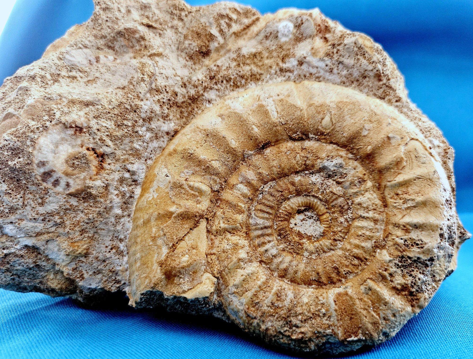 Schönes selbststehendes Ammonitenfossil und andere Fossilien, die aus der Matrix auftauchen im Angebot 6