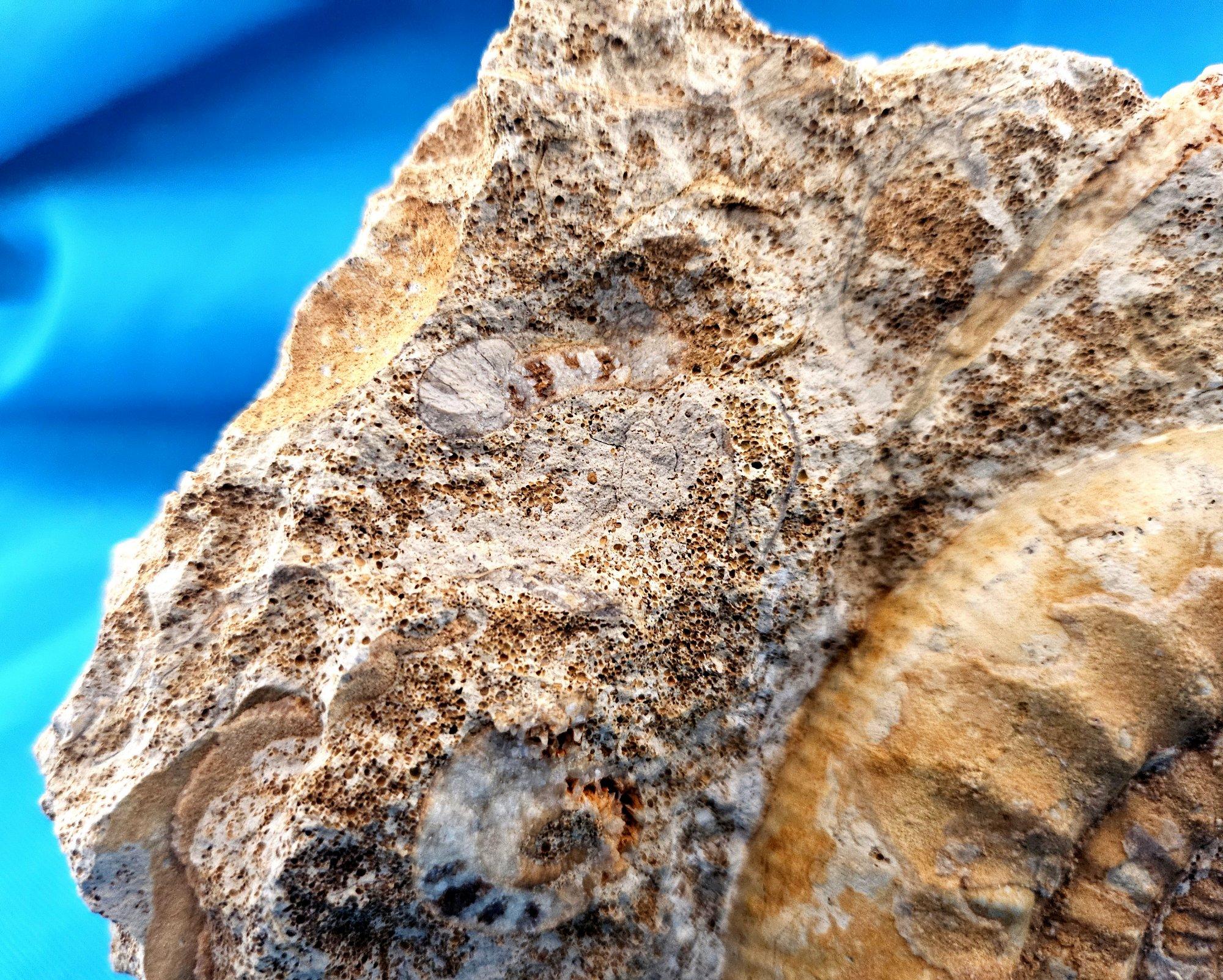 Schönes selbststehendes Ammonitenfossil und andere Fossilien, die aus der Matrix auftauchen im Angebot 7