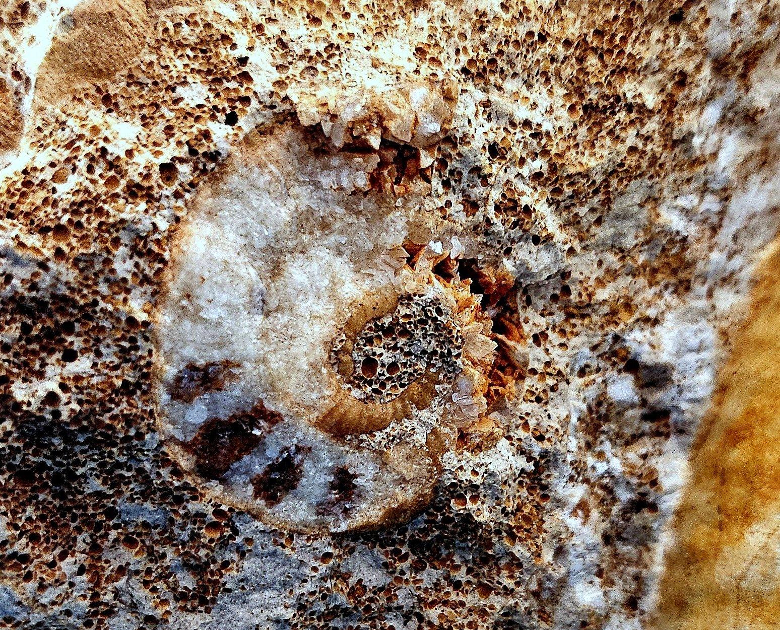 Schönes selbststehendes Ammonitenfossil und andere Fossilien, die aus der Matrix auftauchen im Angebot 8
