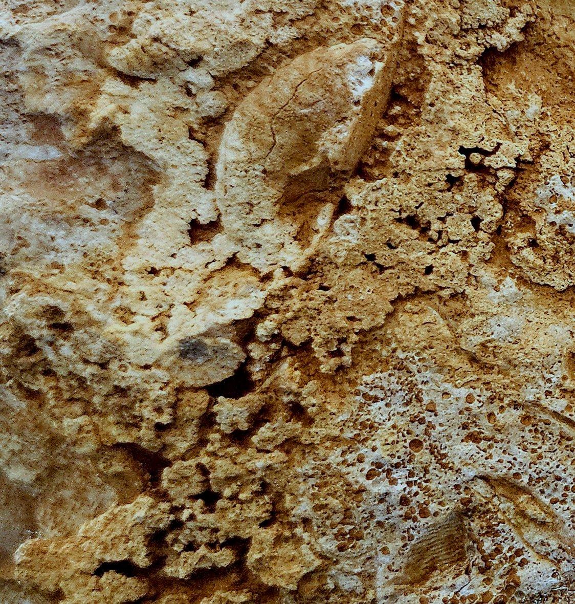 Schönes selbststehendes Ammonitenfossil und andere Fossilien, die aus der Matrix auftauchen im Angebot 9