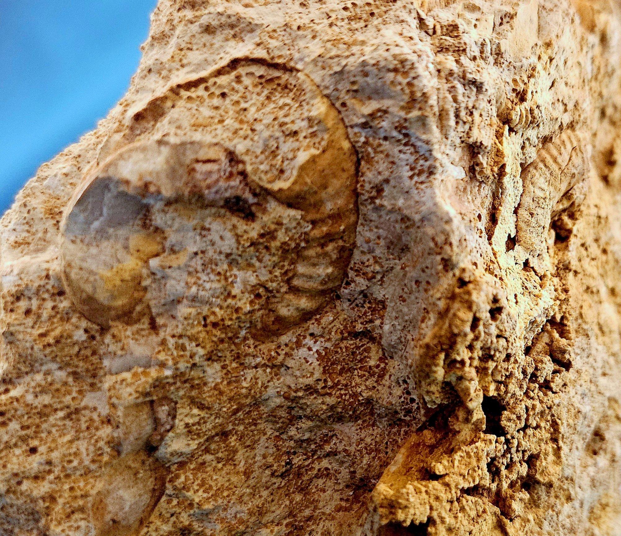 Schönes selbststehendes Ammonitenfossil und andere Fossilien, die aus der Matrix auftauchen im Angebot 10