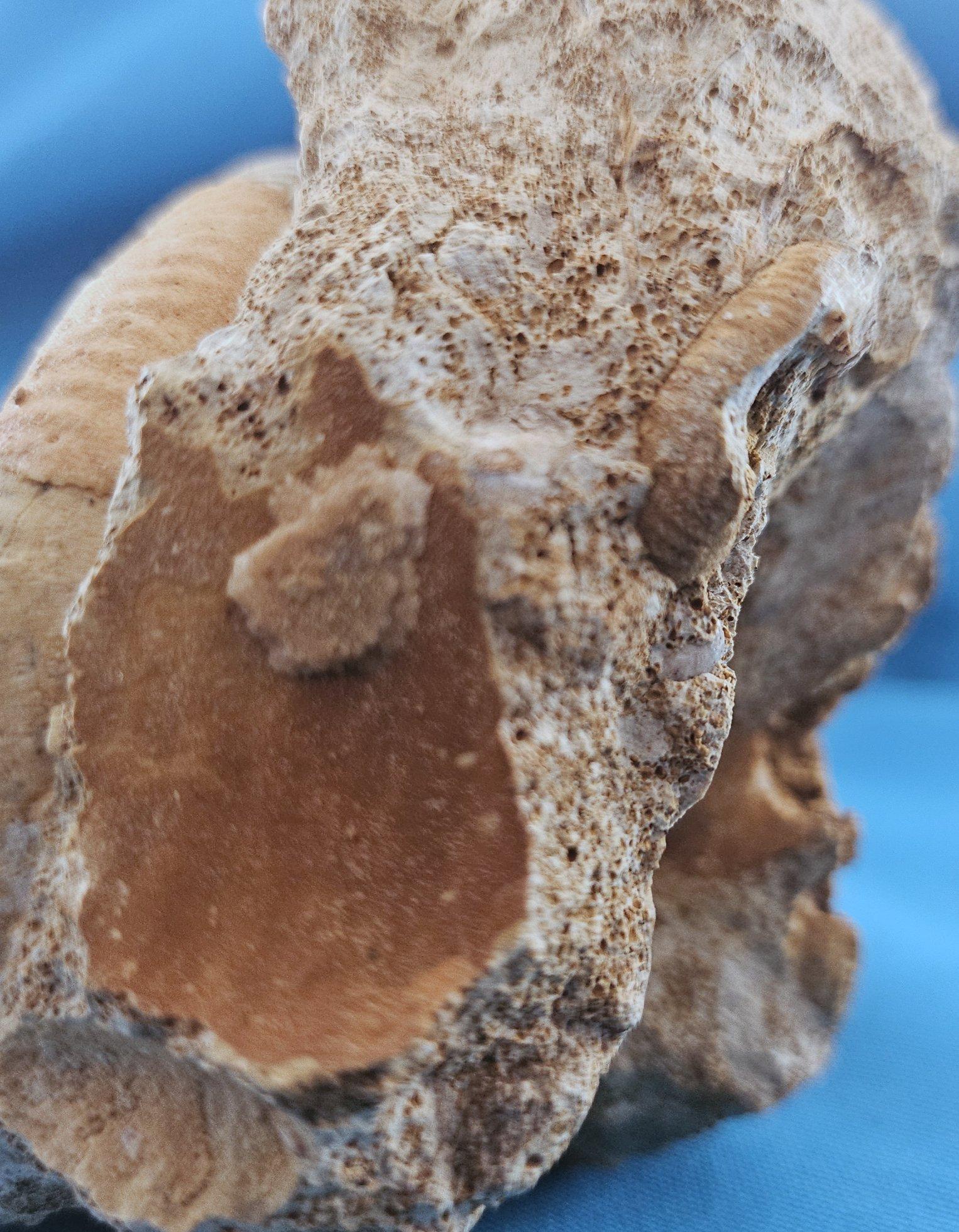 Schönes selbststehendes Ammonitenfossil und andere Fossilien, die aus der Matrix auftauchen im Angebot 11