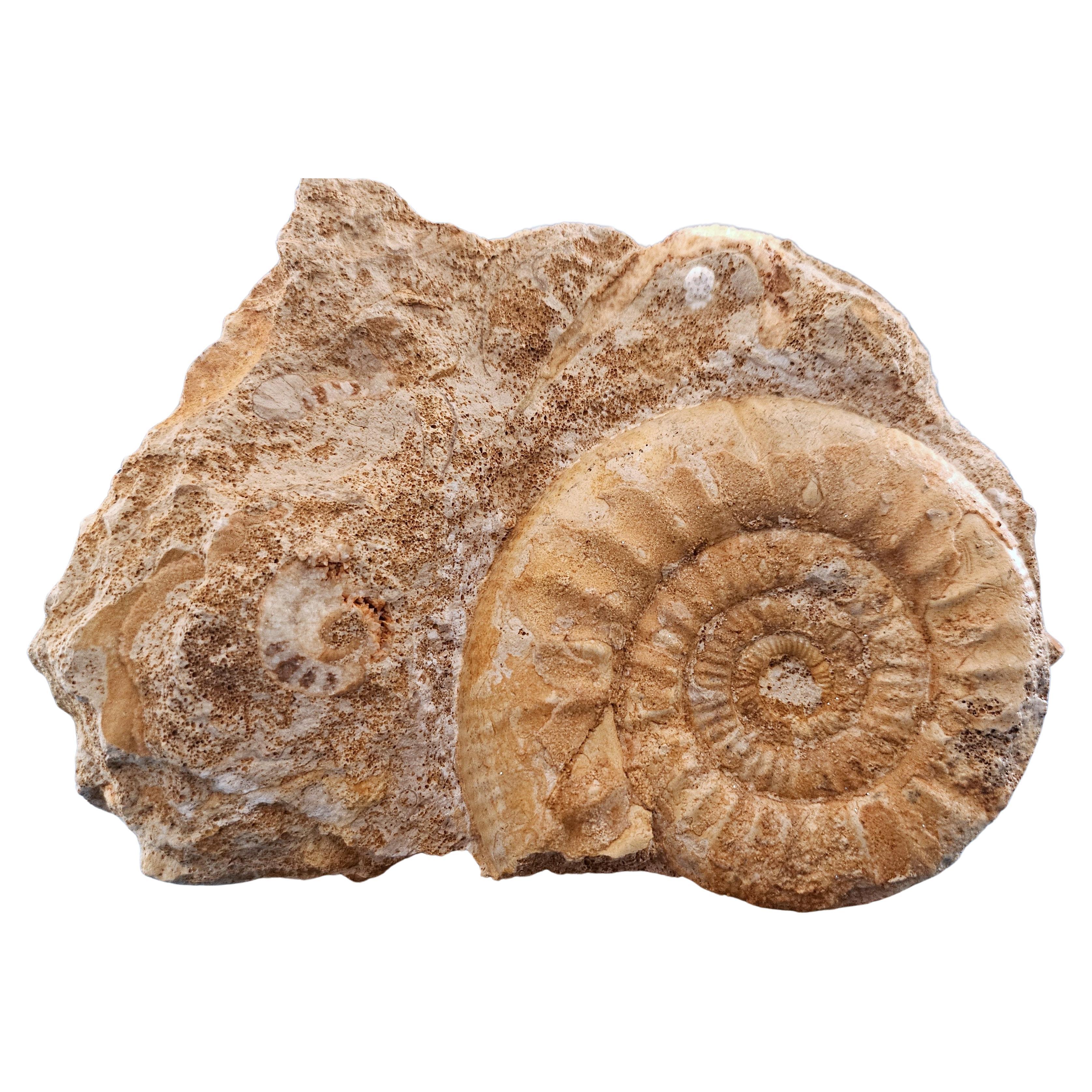 Schönes selbststehendes Ammonitenfossil und andere Fossilien, die aus der Matrix auftauchen.
Dieses interessante Exemplar ist etwa 95 Millionen Jahre alt und wurde vor über 50 Jahren in Frankreich entdeckt und gesammelt. Er ist unten etwas breiter,