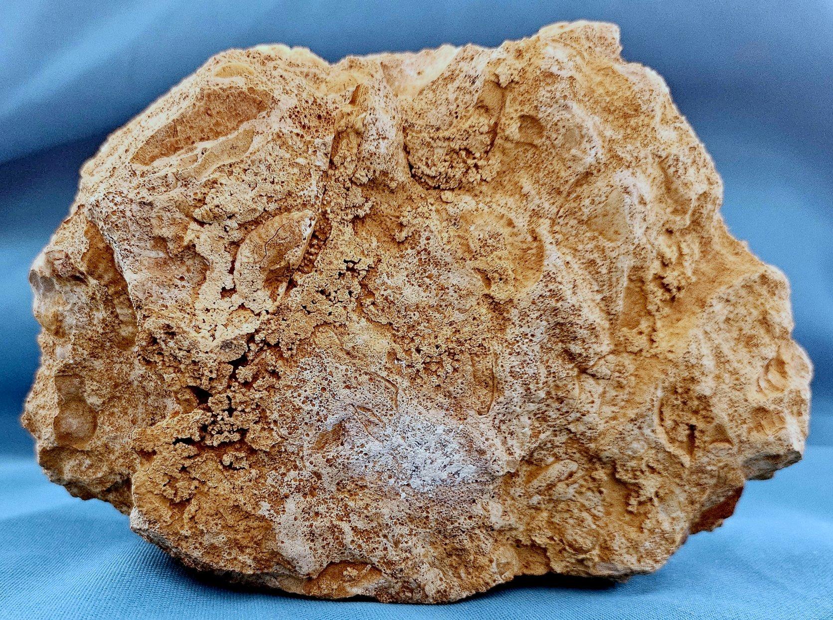 Schönes selbststehendes Ammonitenfossil und andere Fossilien, die aus der Matrix auftauchen im Angebot 12