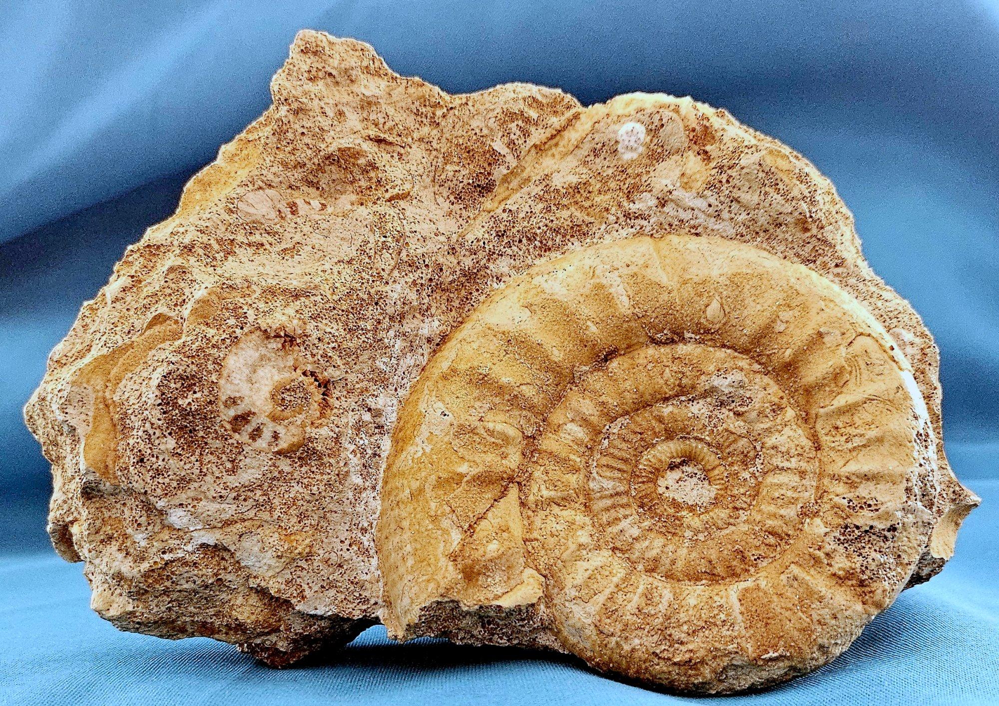 Schönes selbststehendes Ammonitenfossil und andere Fossilien, die aus der Matrix auftauchen (Organische Moderne) im Angebot