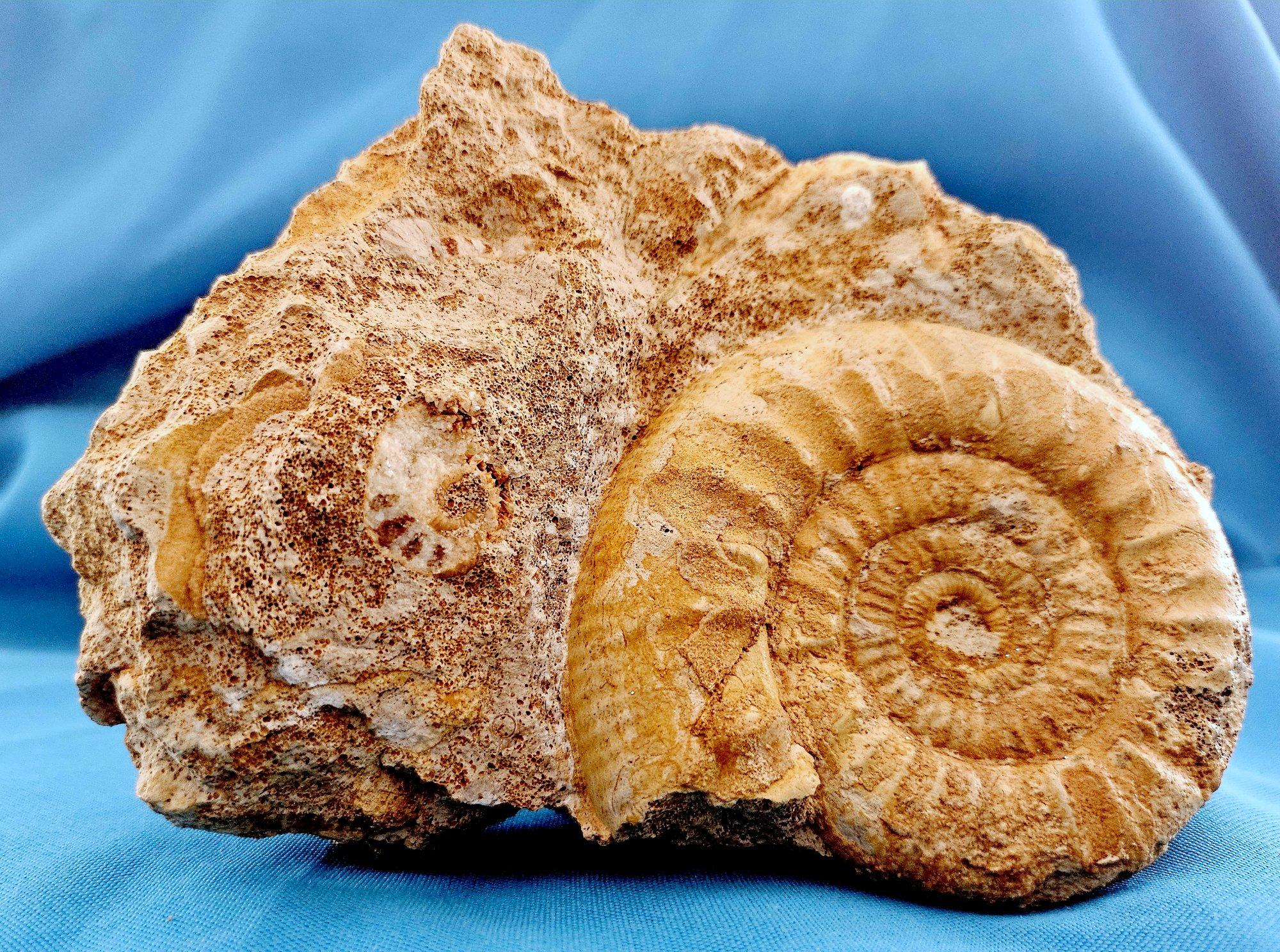 Schönes selbststehendes Ammonitenfossil und andere Fossilien, die aus der Matrix auftauchen (Französisch) im Angebot