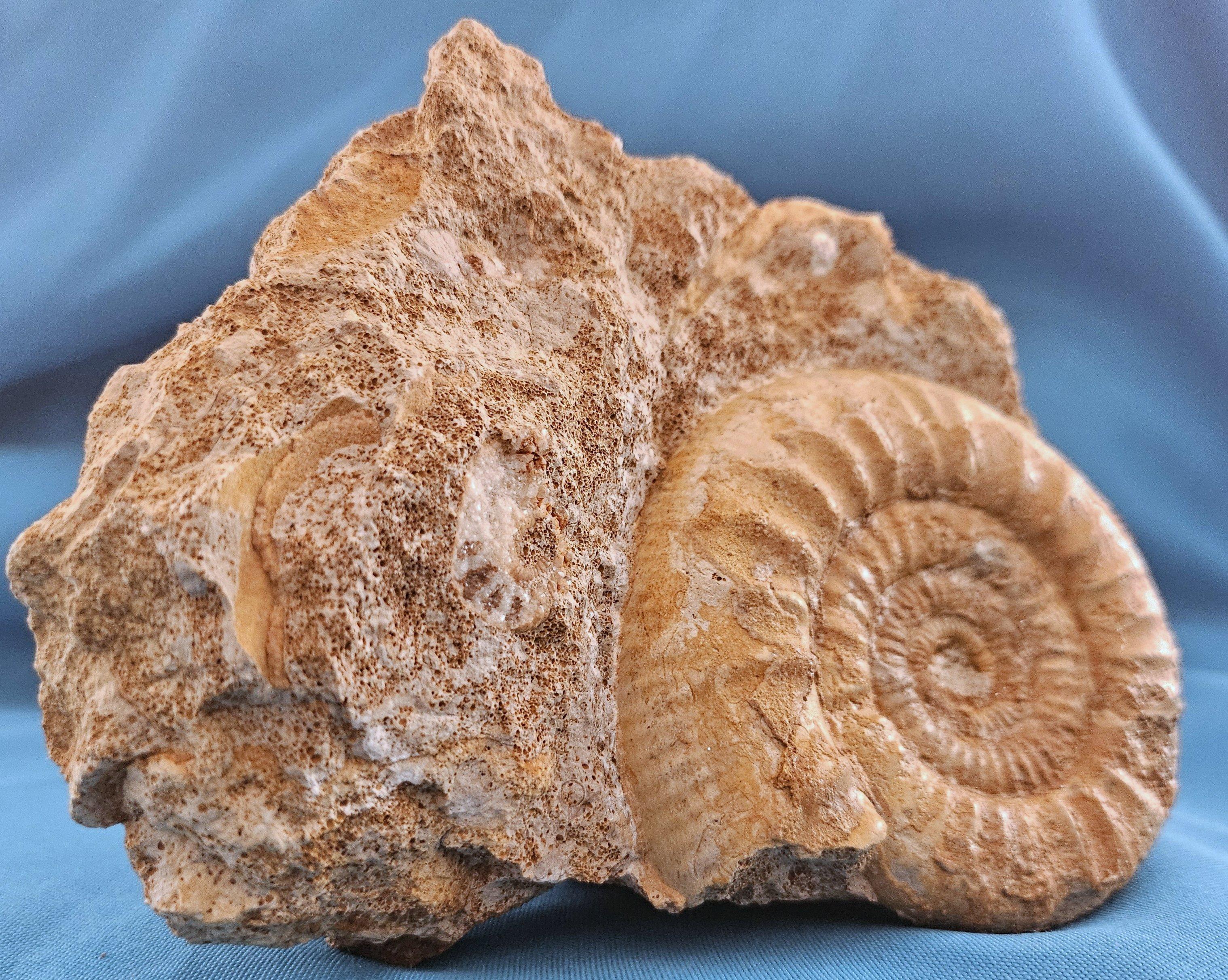 Schönes selbststehendes Ammonitenfossil und andere Fossilien, die aus der Matrix auftauchen (Sonstiges) im Angebot